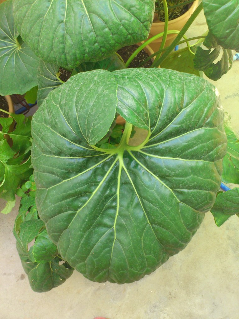 [Foto de planta, jardin, jardineria]