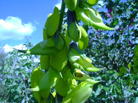 [Foto de planta, jardin, jardineria]