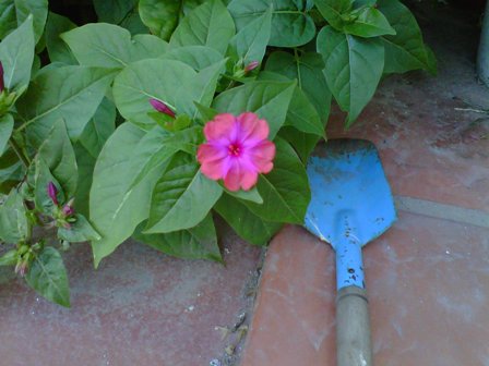 [Foto de planta, jardin, jardineria]