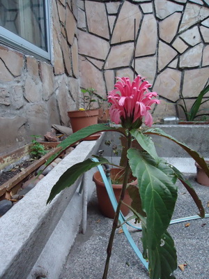 [Foto de planta, jardin, jardineria]