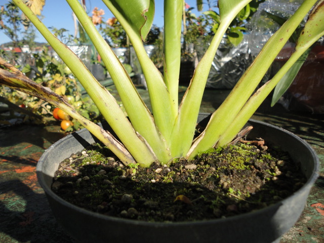 [Foto de planta, jardin, jardineria]