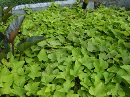 [Foto de planta, jardin, jardineria]