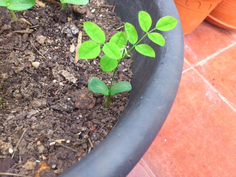 [Foto de planta, jardin, jardineria]