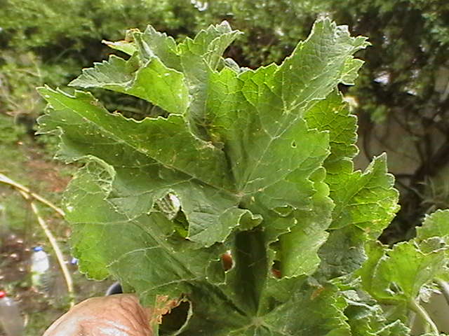 [Foto de planta, jardin, jardineria]