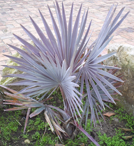 [Foto de planta, jardin, jardineria]