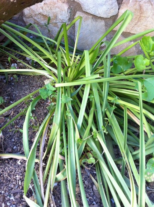 [Foto de planta, jardin, jardineria]