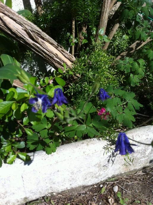 [Foto de planta, jardin, jardineria]