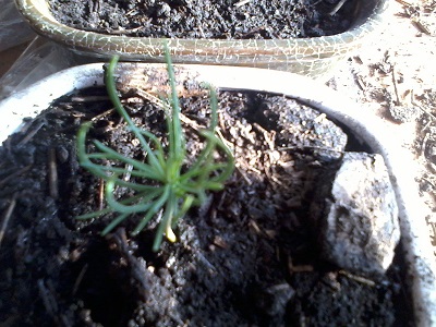 [Foto de planta, jardin, jardineria]