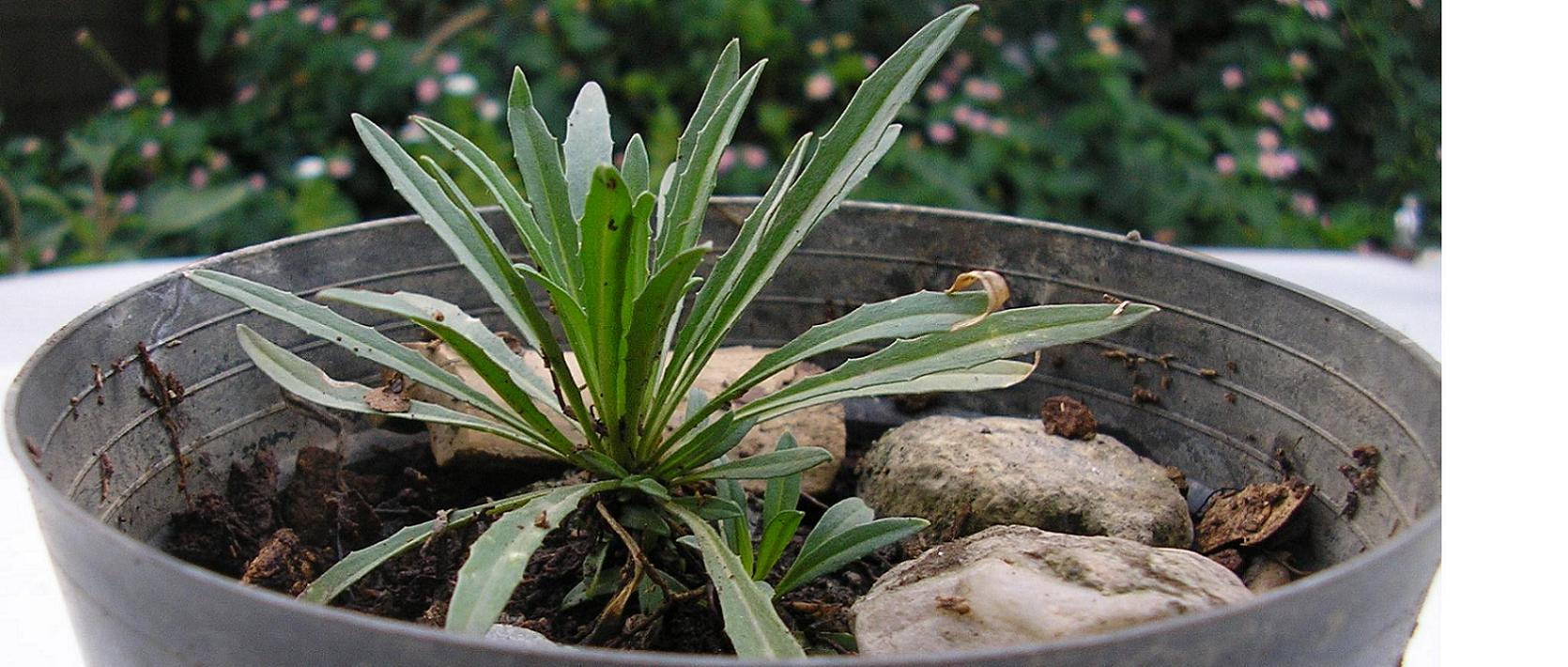 [Foto de planta, jardin, jardineria]