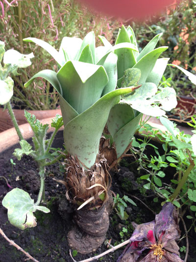 [Foto de planta, jardin, jardineria]