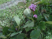 [Foto de planta, jardin, jardineria]