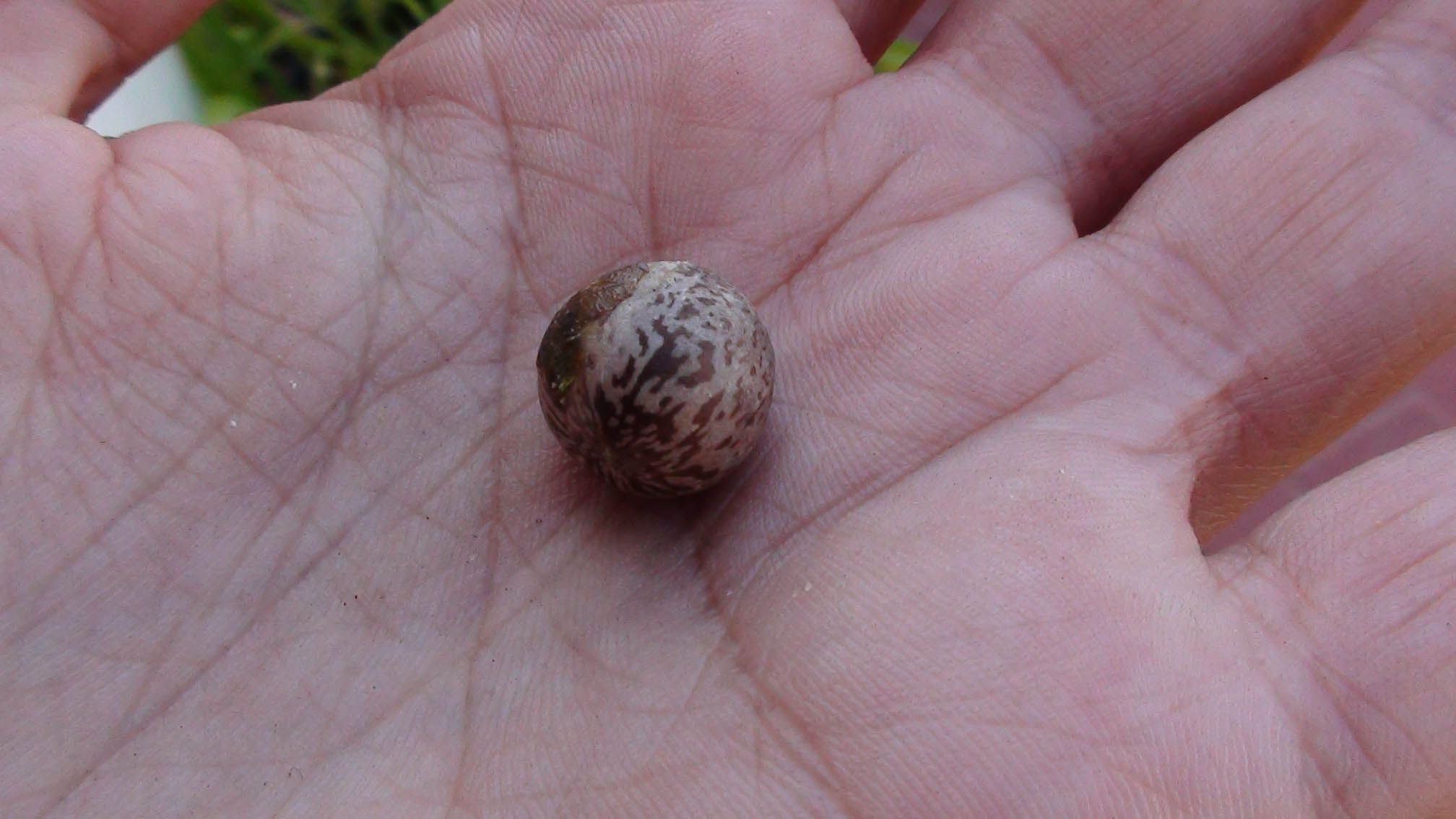 [Foto de planta, jardin, jardineria]