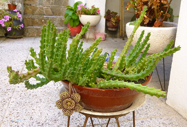 [Foto de planta, jardin, jardineria]