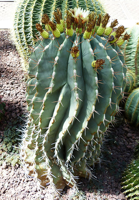 [Foto de planta, jardin, jardineria]