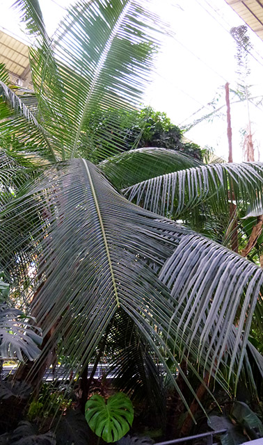 [Foto de planta, jardin, jardineria]