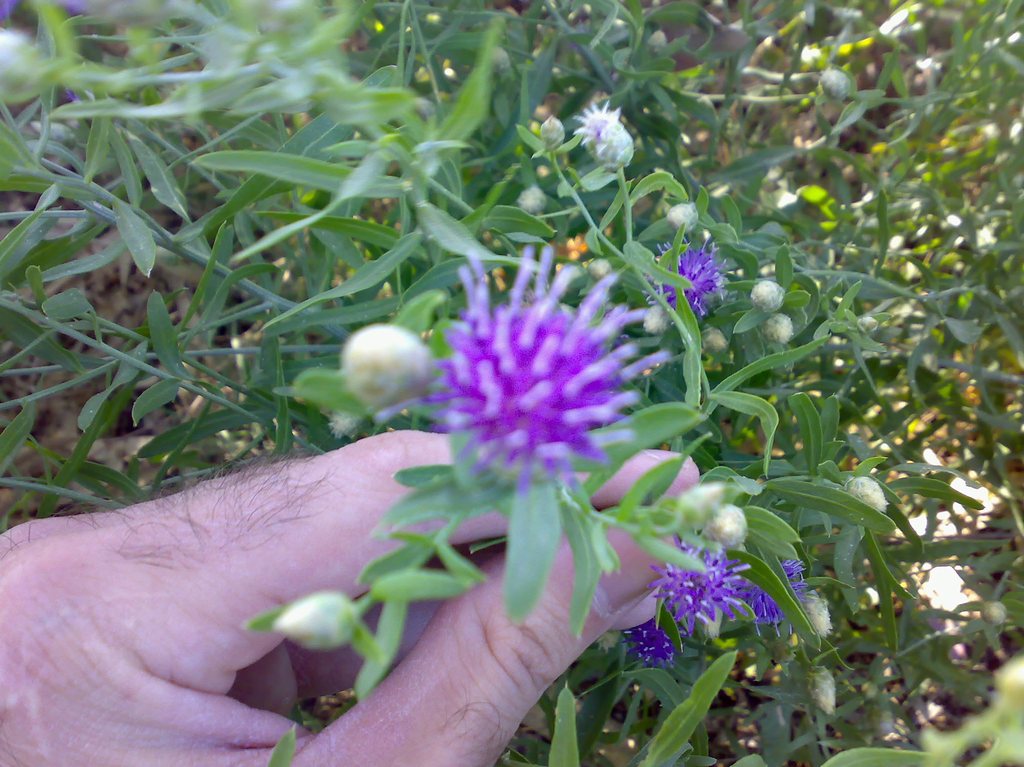 [Foto de planta, jardin, jardineria]