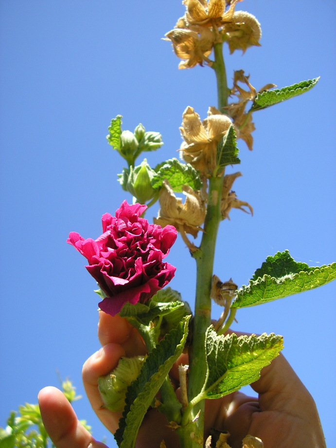 [Foto de planta, jardin, jardineria]