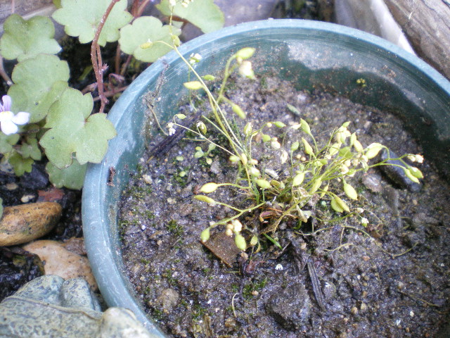 [Foto de planta, jardin, jardineria]