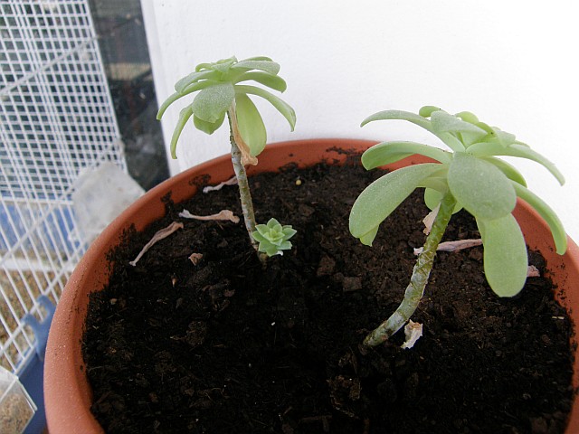 [Foto de planta, jardin, jardineria]