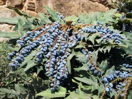 [Foto de planta, jardin, jardineria]