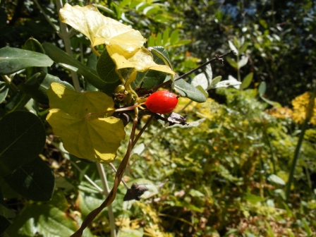 [Foto de planta, jardin, jardineria]