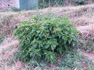 [Foto de planta, jardin, jardineria]