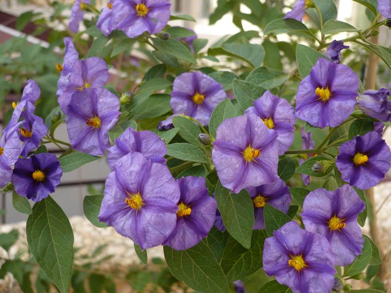 [Foto de planta, jardin, jardineria]