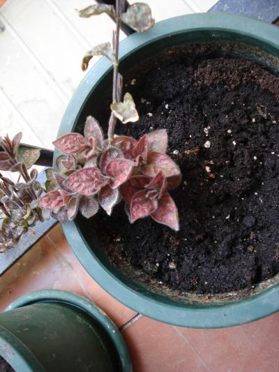 [Foto de planta, jardin, jardineria]