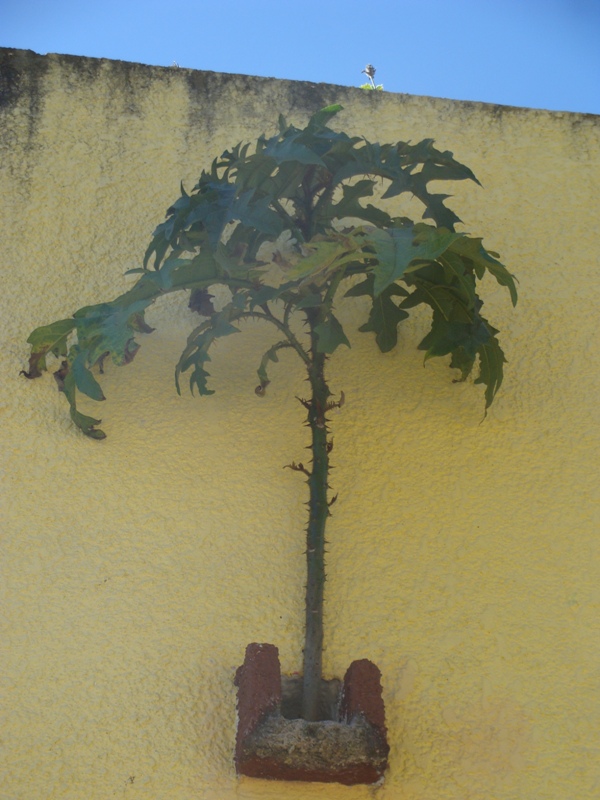 [Foto de planta, jardin, jardineria]