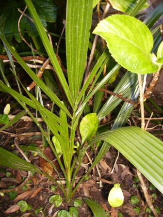 [Foto de planta, jardin, jardineria]