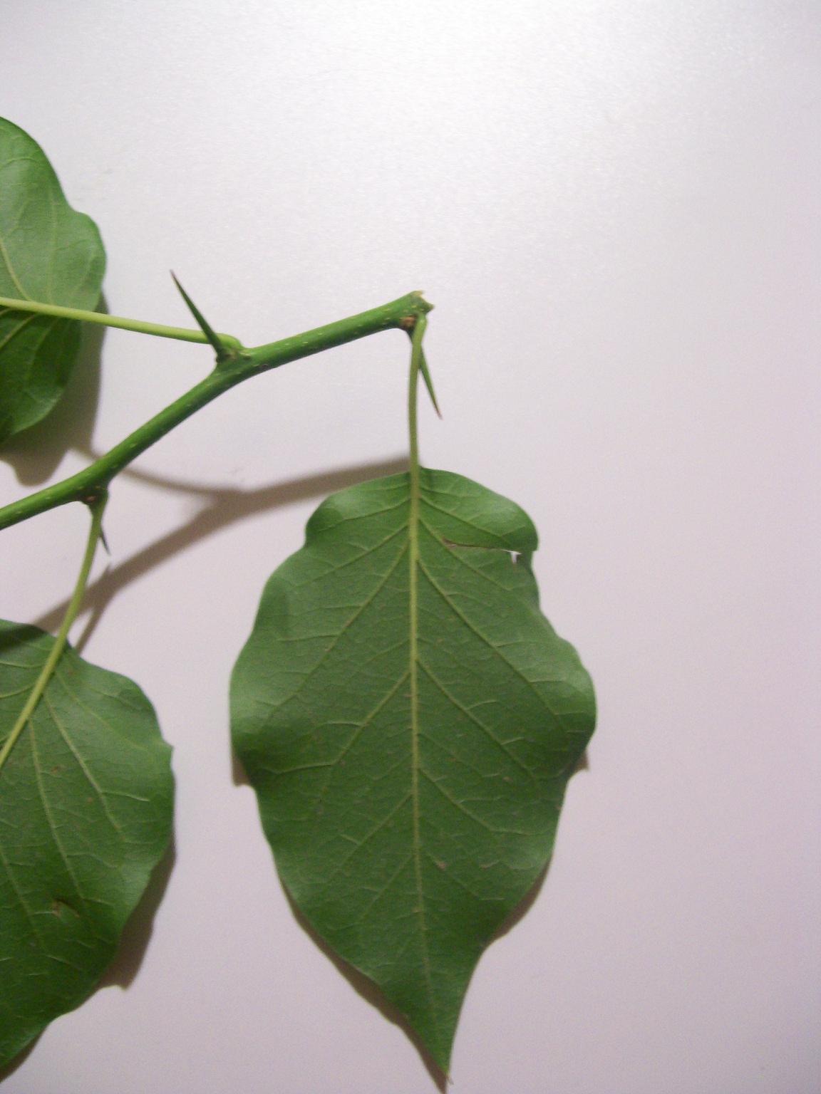 Plantas con espinas, plantas espinosas