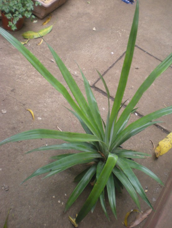 [Foto de planta, jardin, jardineria]