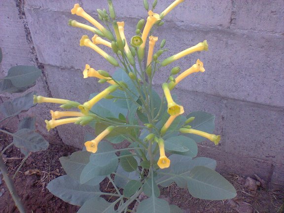 [Foto de planta, jardin, jardineria]