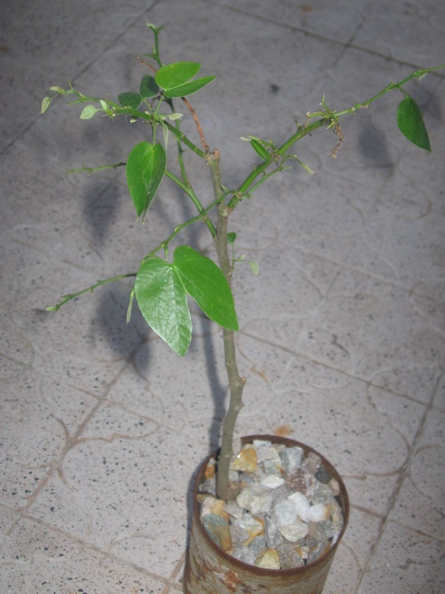 [Foto de planta, jardin, jardineria]