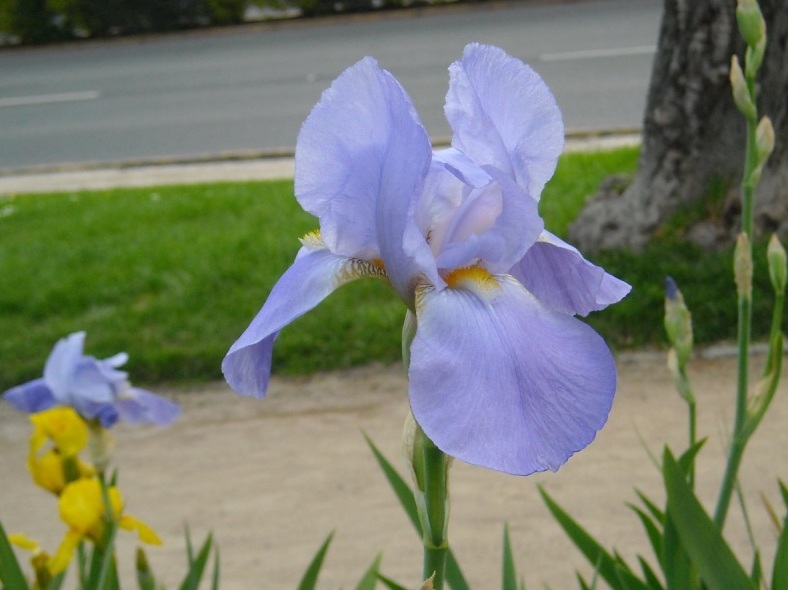 [Foto de planta, jardin, jardineria]