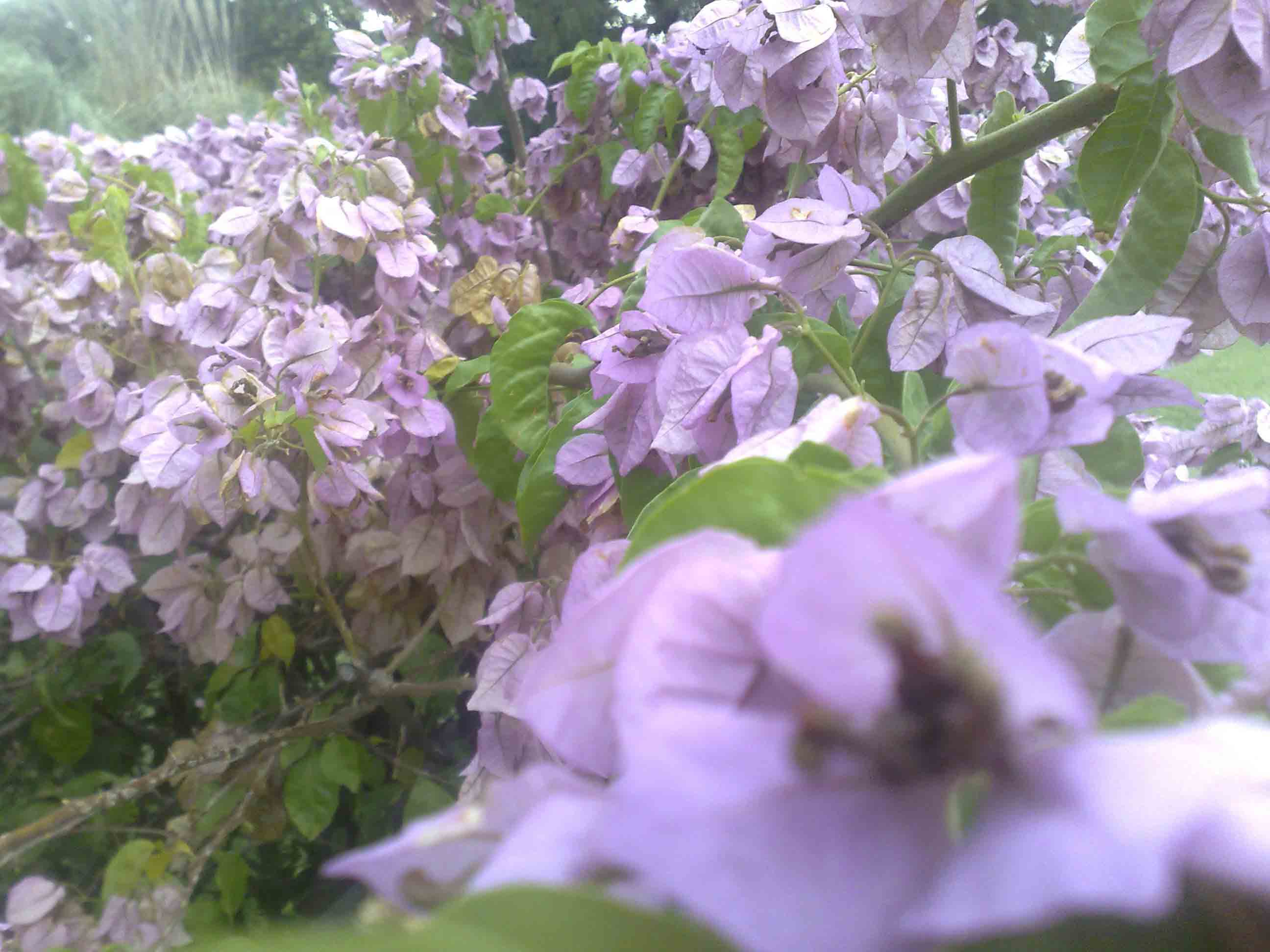 [Foto de planta, jardin, jardineria]