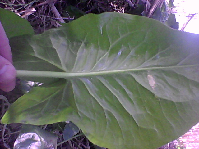 [Foto de planta, jardin, jardineria]