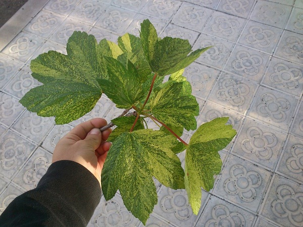 [Foto de planta, jardin, jardineria]