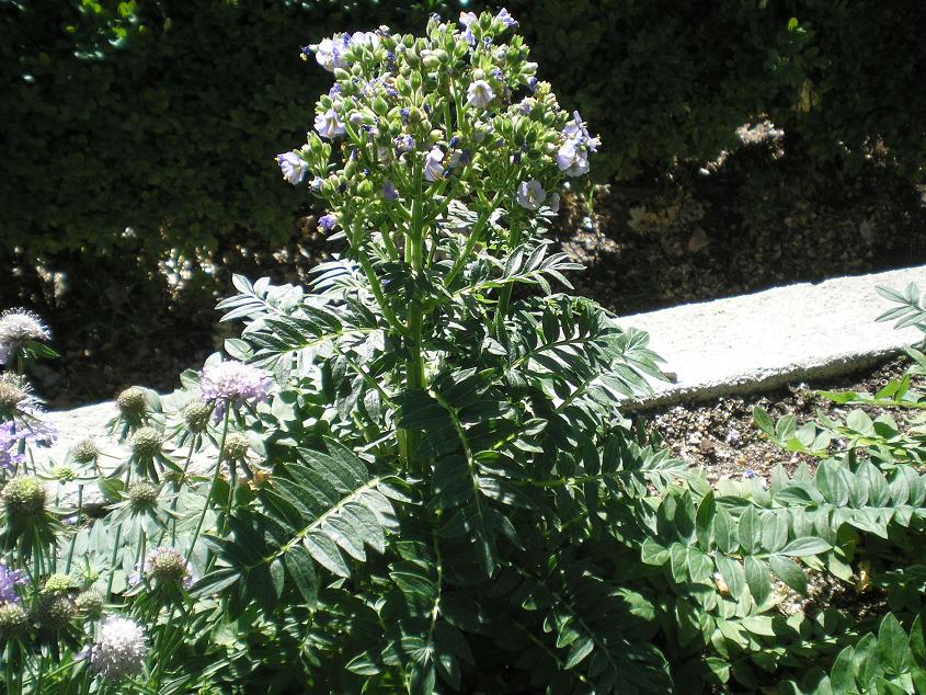 [Foto de planta, jardin, jardineria]