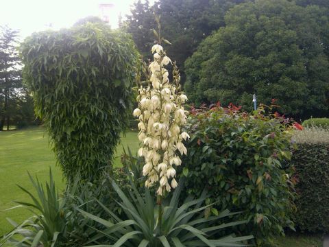 [Foto de planta, jardin, jardineria]