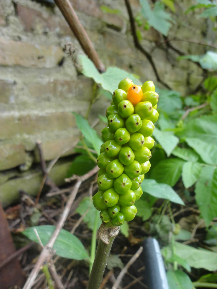 [Foto de planta, jardin, jardineria]