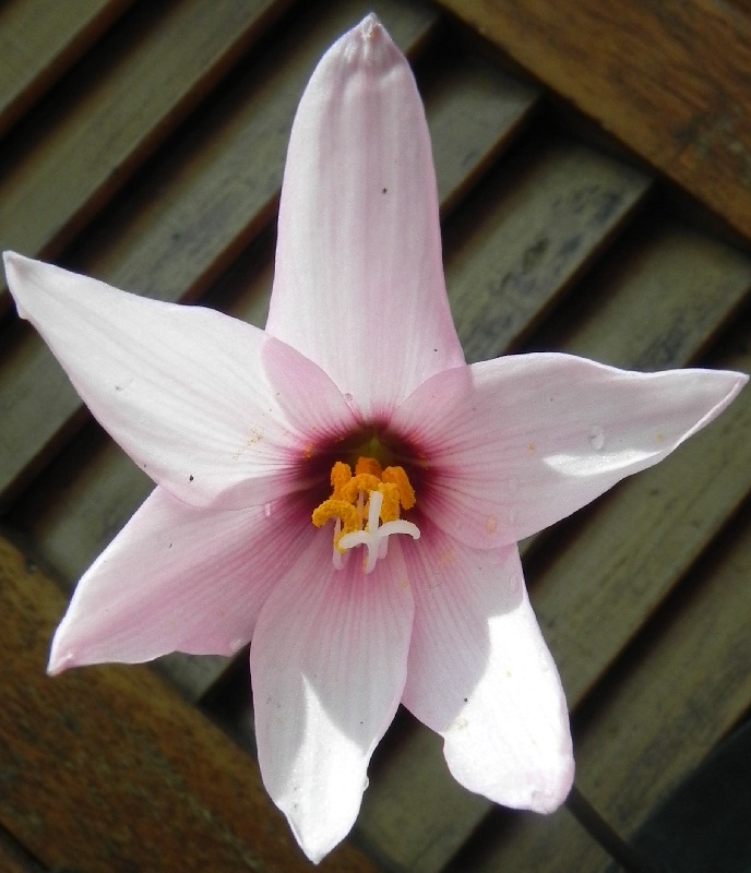 [Foto de planta, jardin, jardineria]