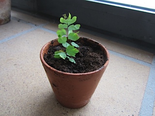 [Foto de planta, jardin, jardineria]