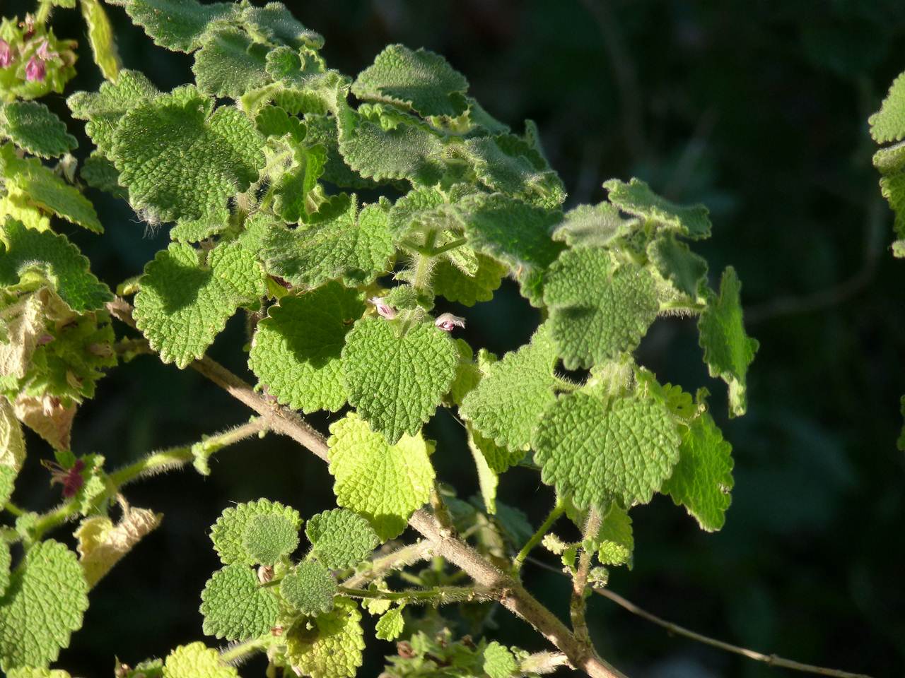 [Foto de planta, jardin, jardineria]