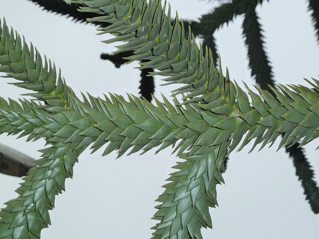 [Foto de planta, jardin, jardineria]