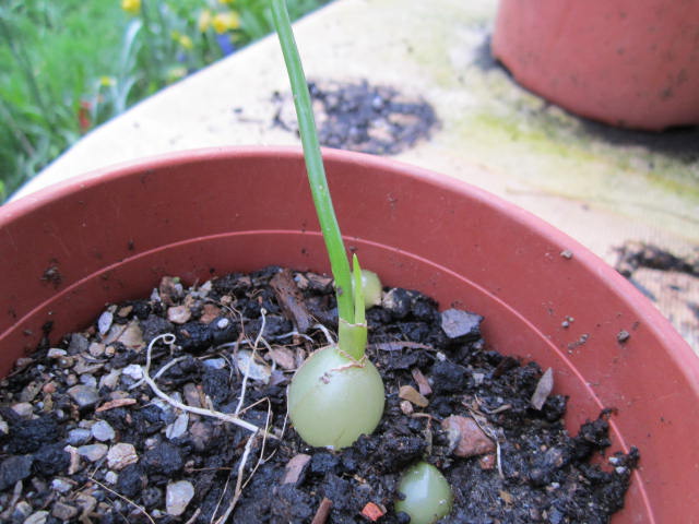 [Foto de planta, jardin, jardineria]