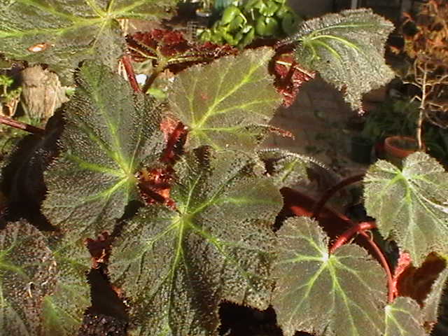 [Foto de planta, jardin, jardineria]