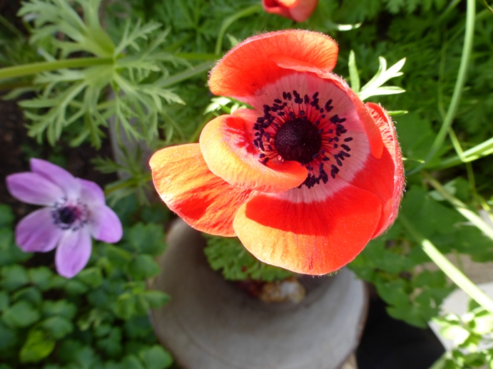 [Foto de planta, jardin, jardineria]