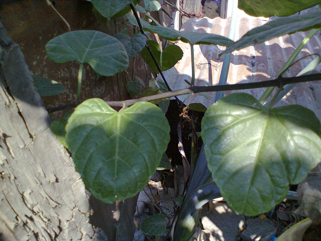 [Foto de planta, jardin, jardineria]