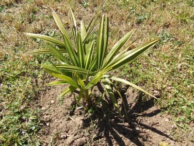 [Foto de planta, jardin, jardineria]